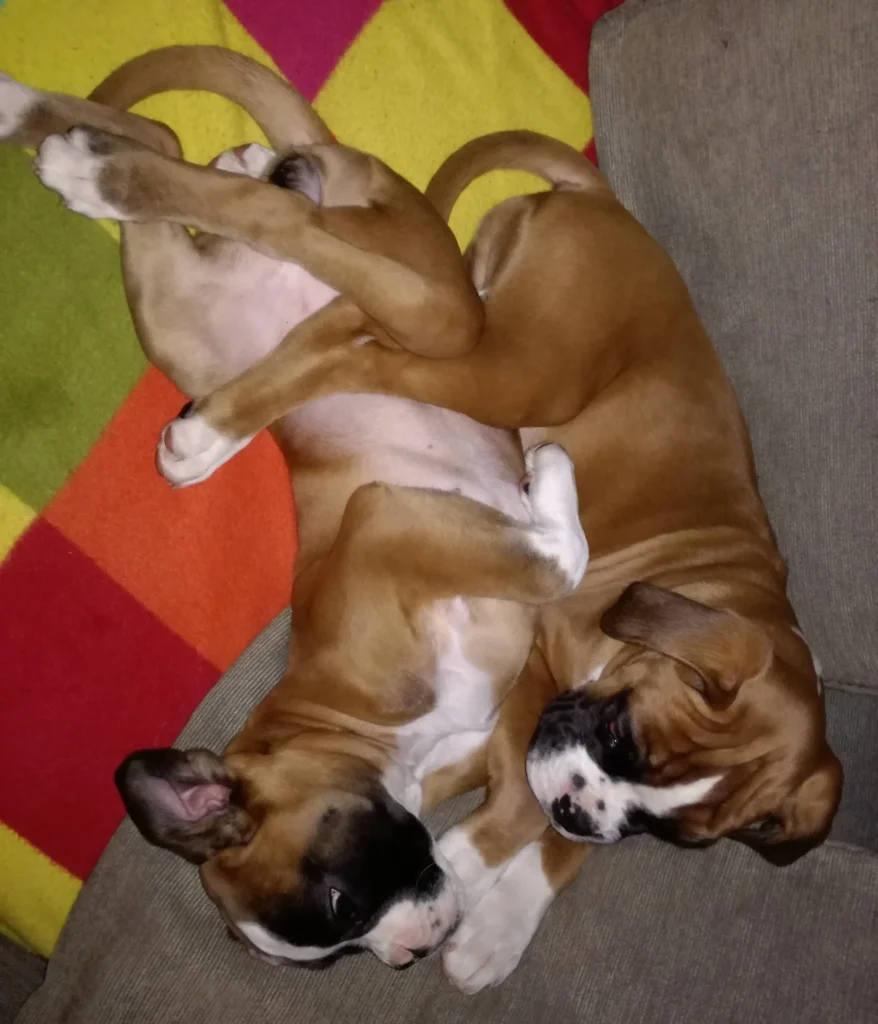 Valutazione e scelta del giusto cucciolo di boxer